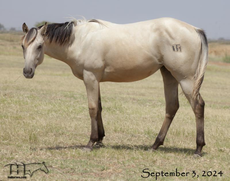 Back Four 061's 2023 Buckskin Filly